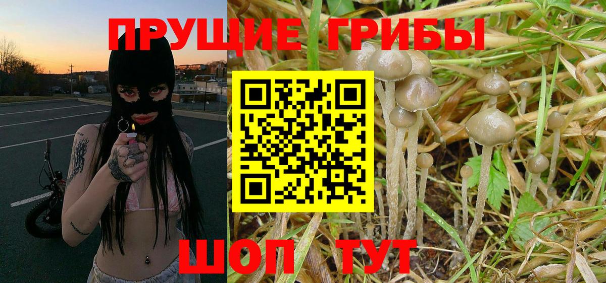 Галлюциногенные грибы Psilocybe  Вход с VPN  Сертолово 
